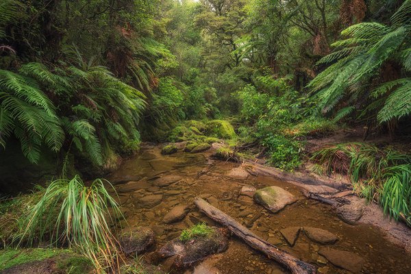 RT07 - Green world - Rotorua, Bay of Plenty.jpg